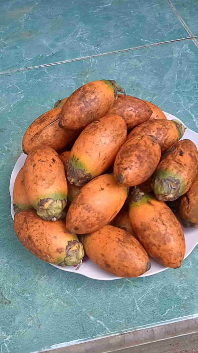 Buah Pinang Tua Segar Kg Lazada Indonesia