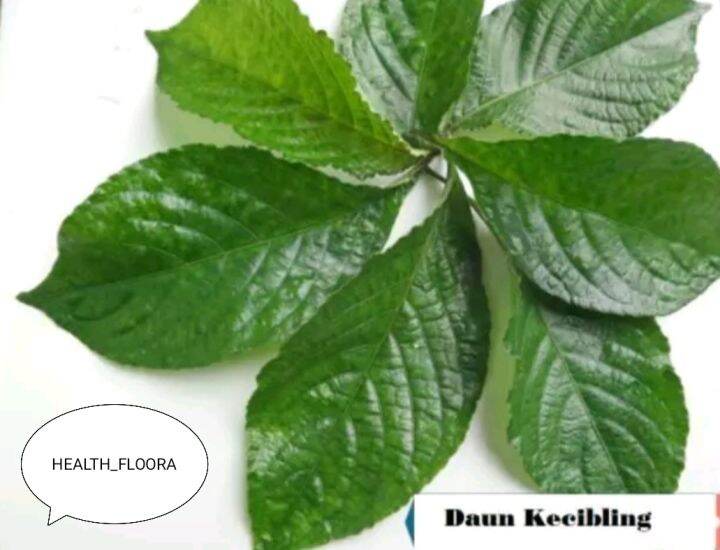 DAUN KEJI BELING SEGAR DAUN KACAPIRING 250 GRAM Lazada Indonesia