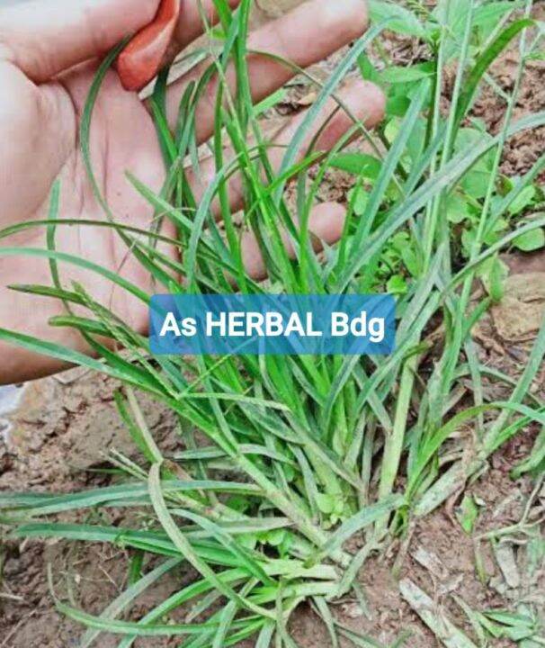 Daun Rumput Belulang Atau Jampang Segar 250 Gram Lazada Indonesia