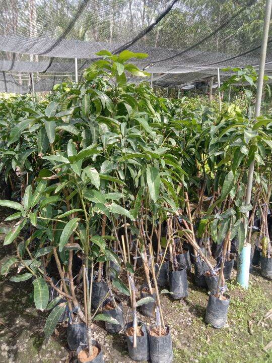 Pokok Mangga Lemak Manis Pokok Kahwin Cepat Berbuah Lazada