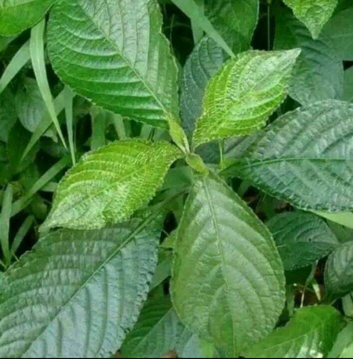 Daun Keji Beling Daun Pecah Beling Tanaman Herbal Per 10 Lembar