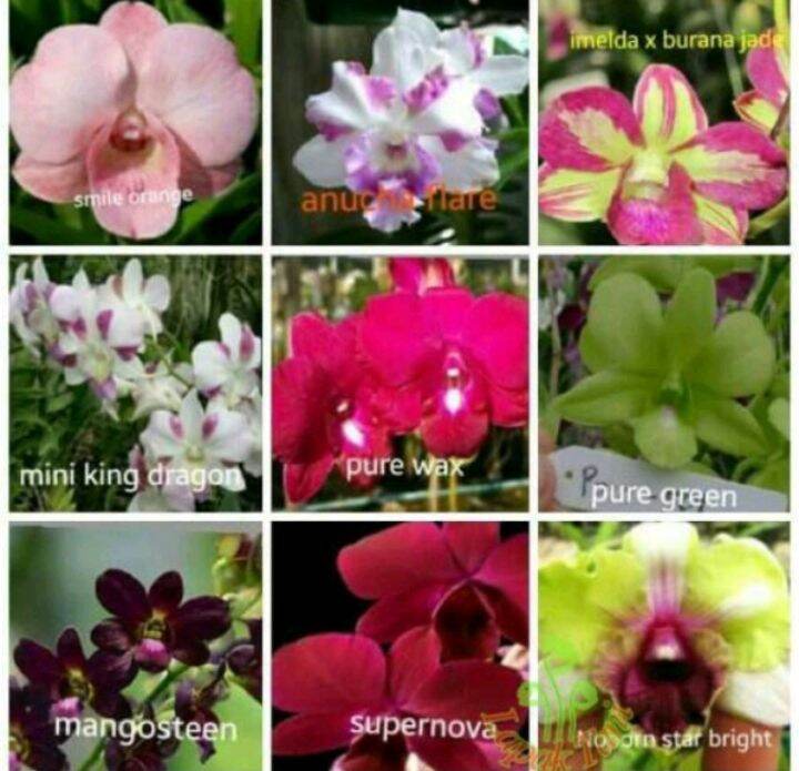 Seedling Anggrek Dendrobium Paket 4 Bunga Berid Bagus Bisa Cod Silahkan