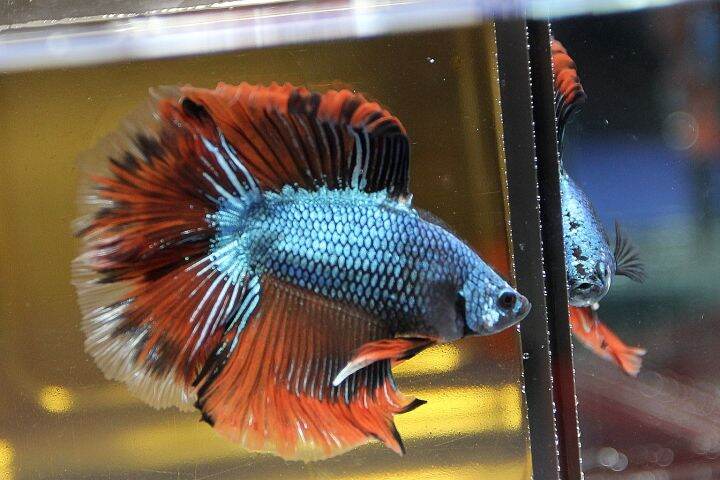 Ikan Laga DTHM DOUBLETAIL HALFMOON BETTA FISH CUPANG Lazada