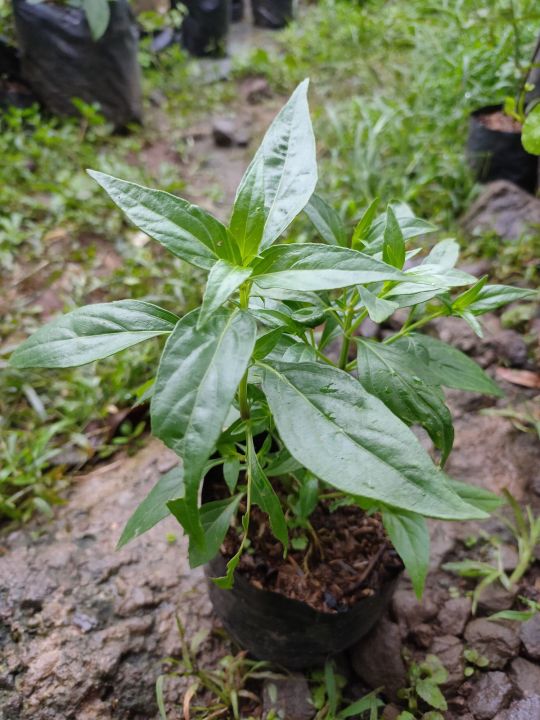 Tanaman Obat Daun Sambiloto Bibit Sambiloto Andrographis Paniculata