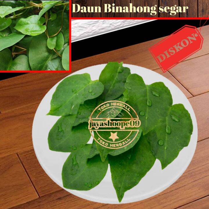 Daun Binahong Segar Tanaman Herbal Per 50 Lembar Lazada Indonesia