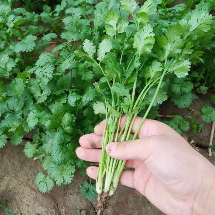 Benih Daun Ketumbar Pcs Coriander Seed Lazada