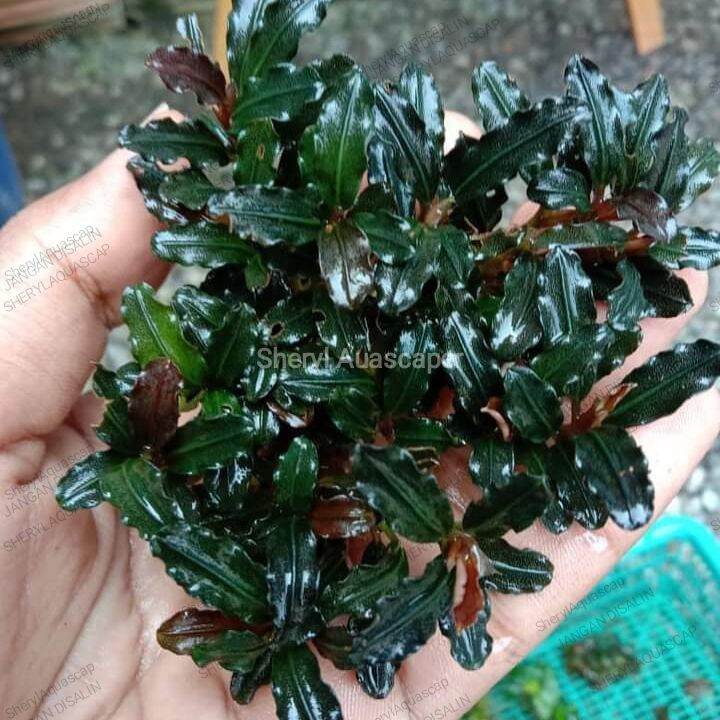 Bucephalandra Brownie Medium Clump Tanaman Aquascape Lazada Indonesia