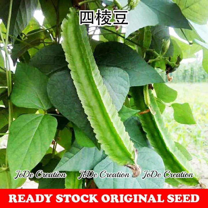 Benih Kacang Botol Winged Bean Seeds 四棱豆种子 Lazada