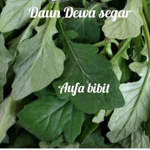 Daun Dewa Segar Herbal Langsung Petik Dari Pohon 10 Lembar Lazada