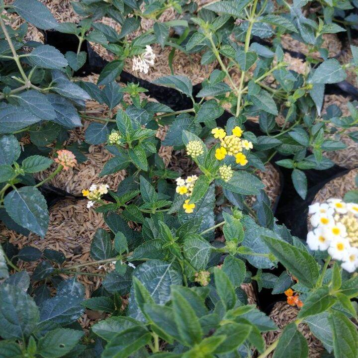 Bahan Bonsai Lantana Kuning Lazada Indonesia