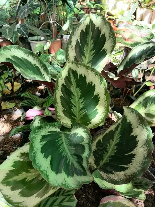 Shinestar Calathea Lazada Ph