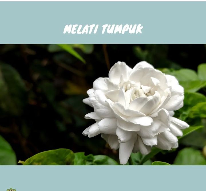 Bibit Tanaman Bunga Melati Susun Tuscany Pohon Melati Tuscany Melati