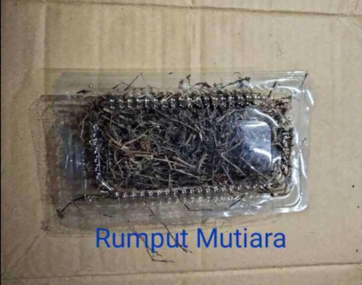 Herbal Rumput Mutiara Kering Rempa Rempa Asli 100 1pcs Lazada