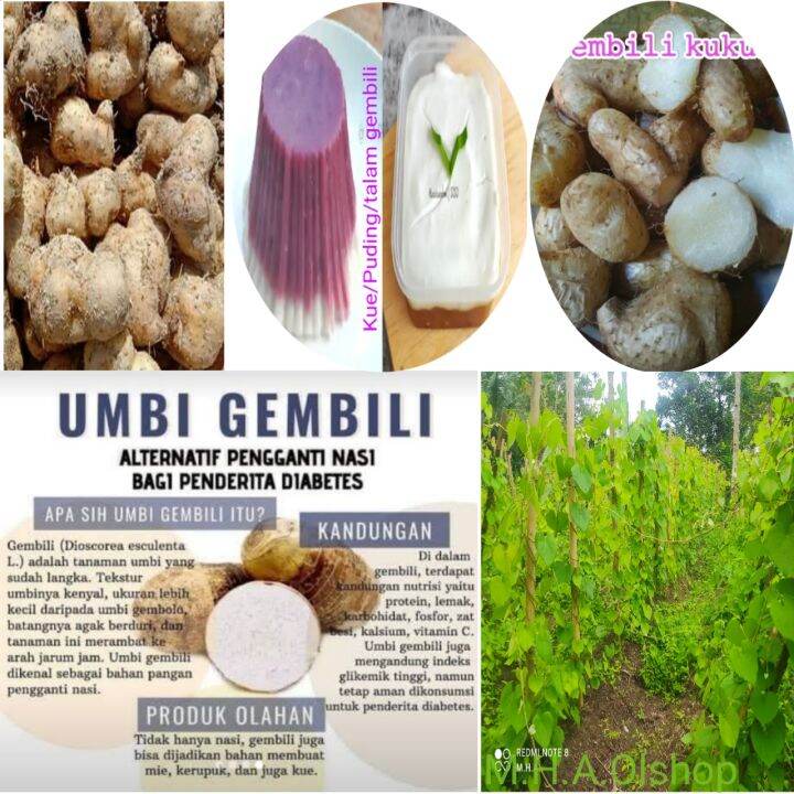 UMBI GEMBILI PULEN 1 Kg SIAP KONSUMSI Lazada Indonesia