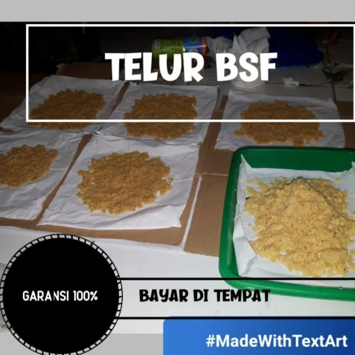 Telur Maggot Lalat Bsf Paket 12gr Lazada Indonesia