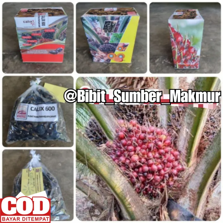 Bibit Benih Kecambah Polong Sawit CALIX 600 ASLI UNGGUL Lazada Indonesia