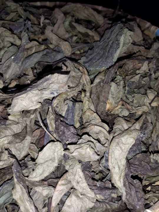 Jual Daun Afrika Kering 100gram Lazada Indonesia