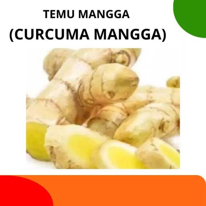 Kunyit Mangga Temu Mangga Segar Kg Curcuma Mangga Lazada Indonesia