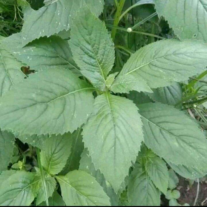 Daun Sintrong Asli Segar Kg Original Lazada Indonesia