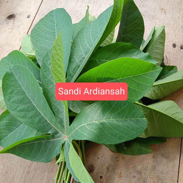 Daun Singkong Karet Segar 500 Gram Lazada Indonesia