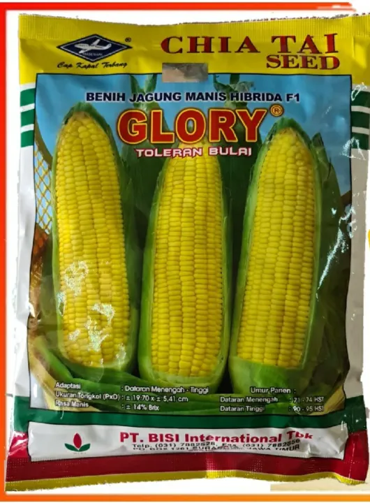 Bibit Jagung Manis Hibrida GLORY F1 Isi 250 Gram Sekitar 1700 Biji