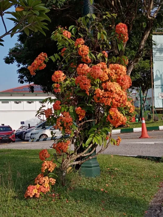 Pokok Bunga Menjalar Oren Bauhinia Kockinia Lazada