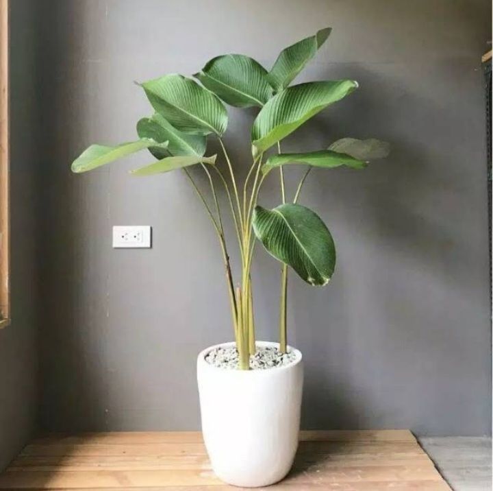 Tanaman Hias Pisang Kalatea Lutea Tanaman Indoor Calathea Lazada