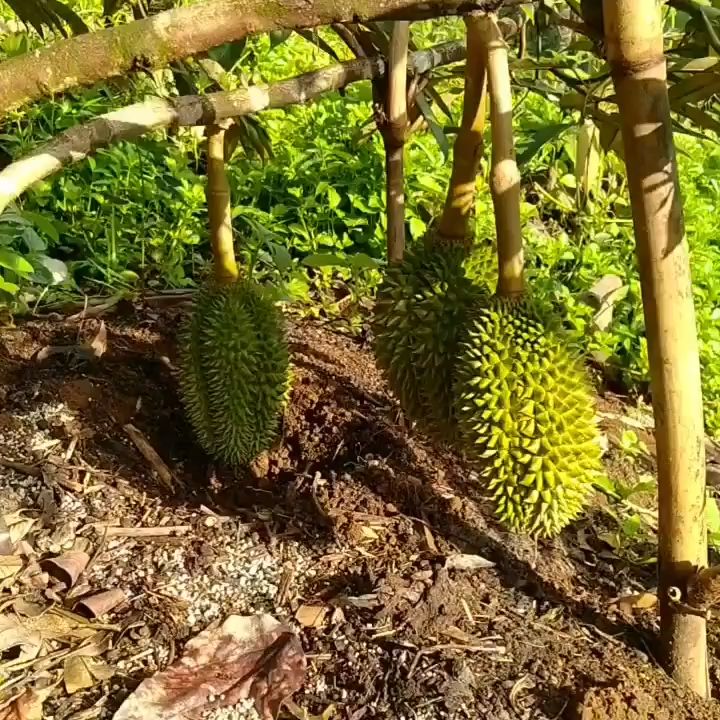 Bibit Pohon Durian Musang King Kaki Tinggi Meter Super