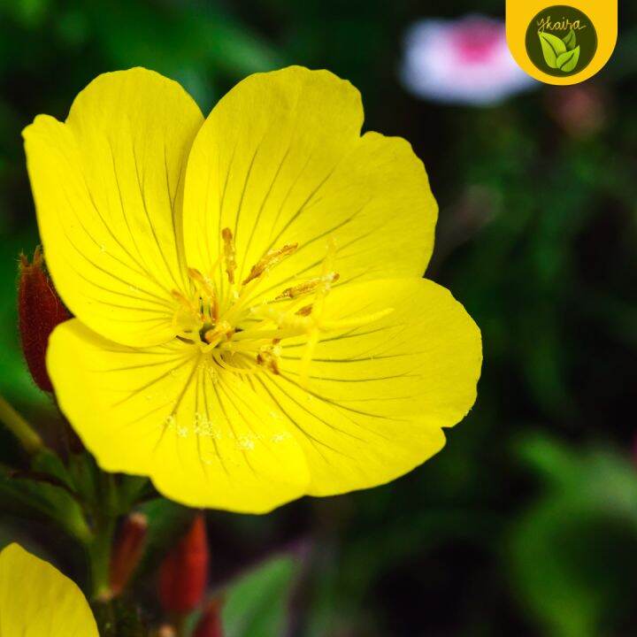 Binhi Pantanim 20 30 Seeds For Planting Prim Rose Oenothera Flower