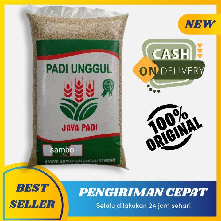 Benih Padi Unggul Terbaru SRIKANDI JUMBO SAMBO Malai Panjang Kemasan 5