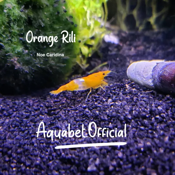 AquaBet UDANG HIAS ORANGE RILI 5 EKOR COD Udang Hias Aquarium