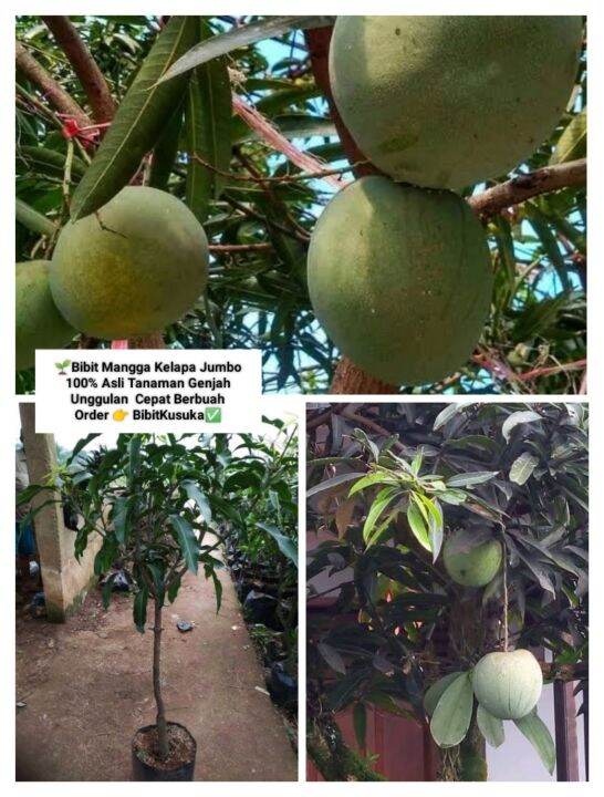 Bibit Buah Mangga Kelapa Jumbo Raksasa Super Kualitas Genjah Unggul