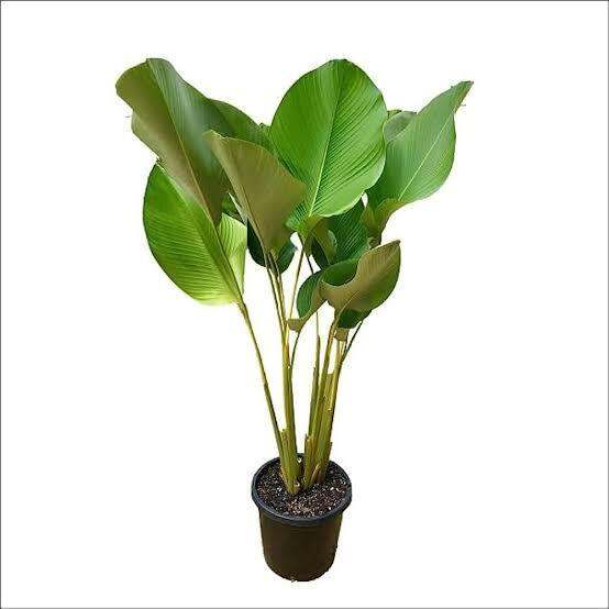 Tanaman Hias Pisang Pisangan Calathea Lutea Lazada Indonesia