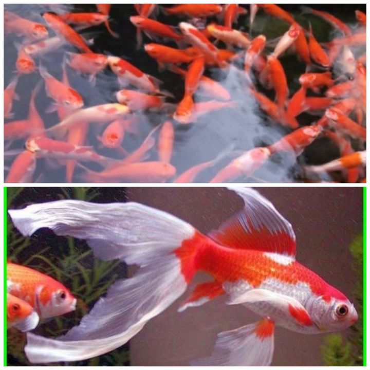 Ikan Mas Koi Ekor Lazada Indonesia