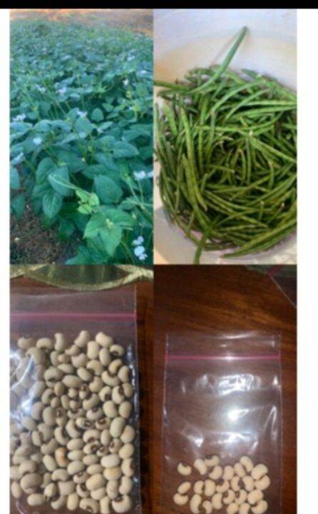 Sitaw Turo Seeds Ilocano Seeds For Planting Seeds Per Pack Lazada Ph