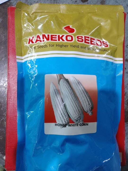 Honey White Opv Waxy Corn Seeds Kilo By Kaneko Seeds Lazada Ph