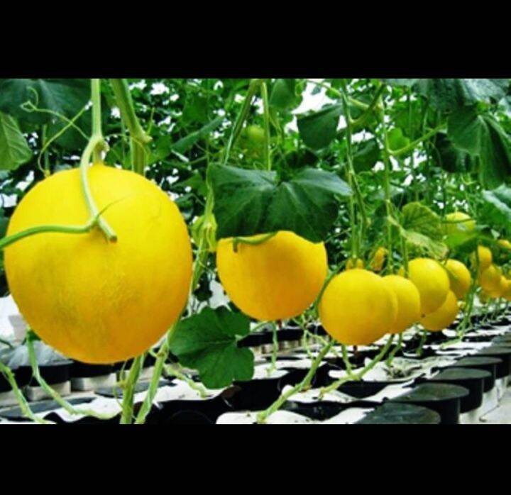 50 Benih Bibit Biji Melon Luna Golden Kuning F1 Hibrida Seeds Manis Dan