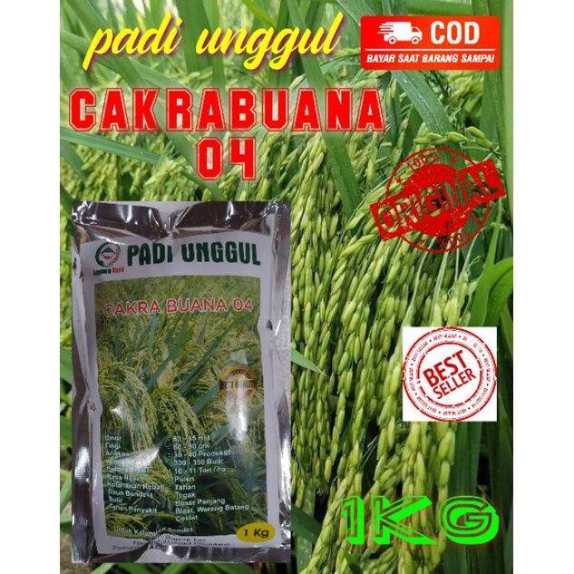 Benih Padi Unggul CAKRABUANA 04 Kemasan 1kg Lazada Indonesia