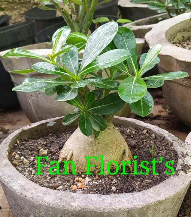 Adenium Obesum Bunga Hias Lazada Indonesia