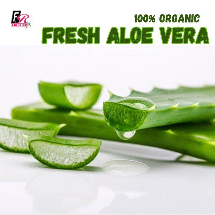 Fresh Aloe Vera Slice Daun Lidah Buaya Daun Lazada