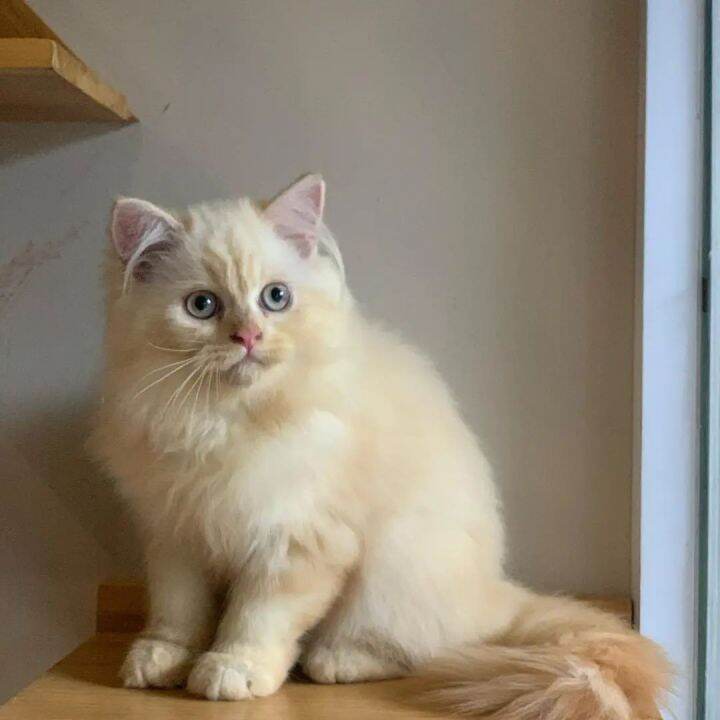 Kucing Persia Anggora Munchkin Himalaya Ragdol Super Lazada Indonesia