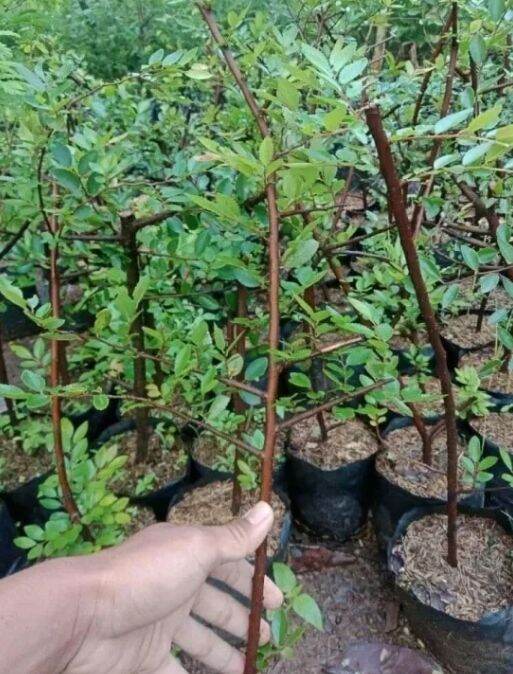 Bahan Bonsai Ulmus Mikro Lazada Indonesia