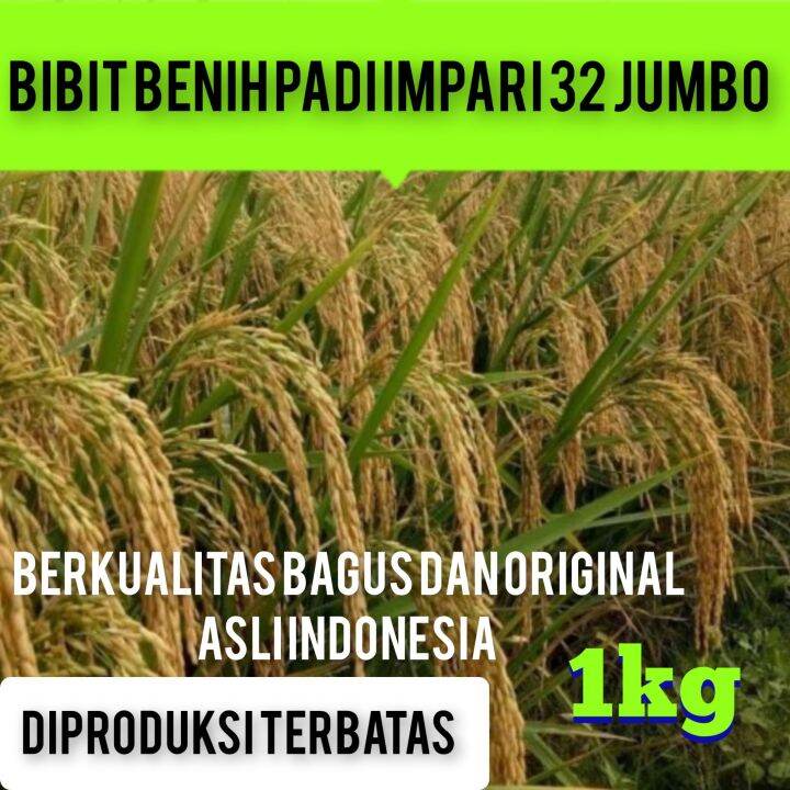 BIBIT PADI PADI INPARI 32 JUMBO BERKUALITAS KEMASAN 1KG Lazada Indonesia