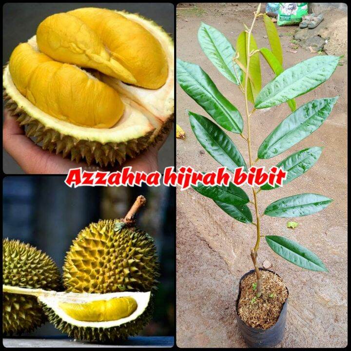 Paket Bibit Tanaman Murah Durian Musangking 10 Batang Lazada Indonesia