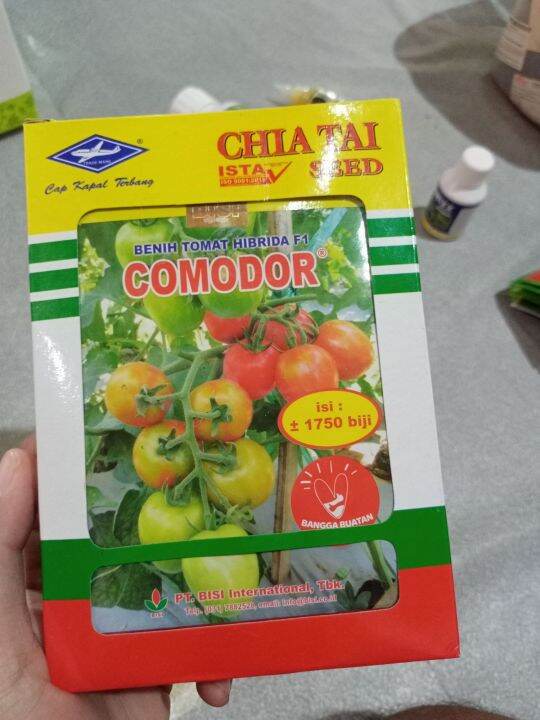 Benih Tomat Hibrida Comodor F Cap Kapal Terbang Original Lazada