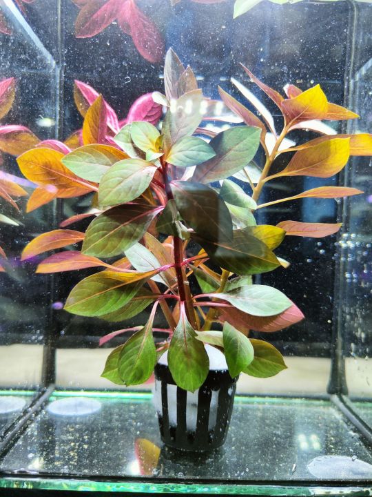 Ludwigia Repens Rubin Aquatic Plant With Pot Lazada PH