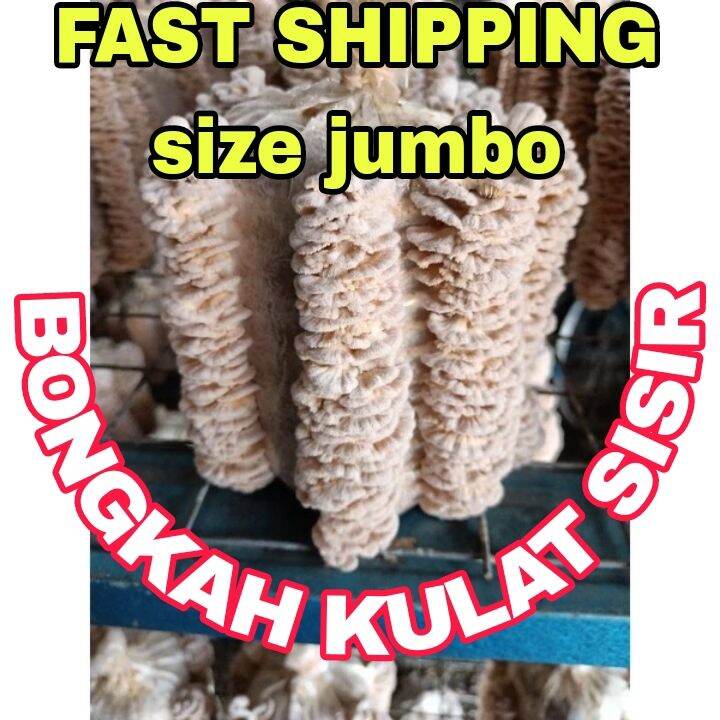 Bongkah Kulat Sisir Ready Stock Cendawan Kukur Kering Lazada