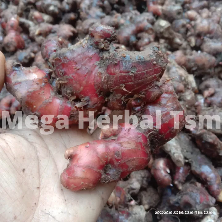 Jahe Merah Segar 1 Kg Lazada Indonesia