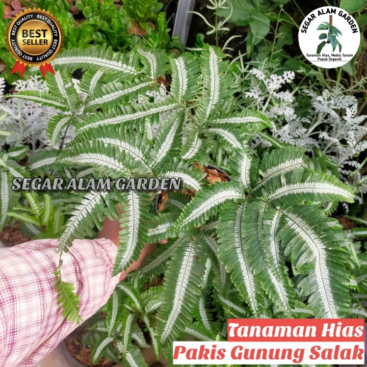 Tanaman Hias Pakis Variegata Pakis Silver Green Ciri Khas Pakis