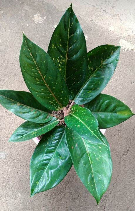 Aglaonema Big Roy Black Jumbo Lazada Indonesia